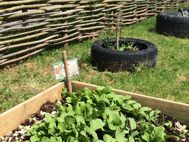 encourage children to grow their own vegetable and salad crops